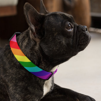 Rainbow 8 Color Stripe Gay Pride Dog Pet Collar by RandomLife at Zazzle