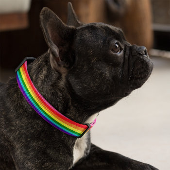 Rainbow 8 Color Stripe Gay Pride Dog Pet Collar by RandomLife at Zazzle