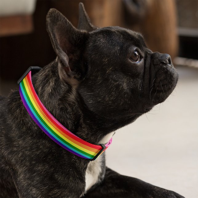 Rainbow 8 Stripe Pride Dog and Cat Pet Collar (Creator Uploaded)