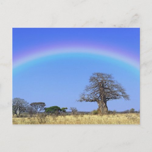 Rainbow and African baobab tree Adansonia Postcard