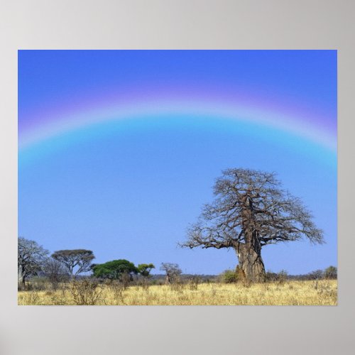 Rainbow and African baobab tree Adansonia Poster