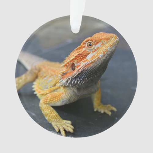 Rainbow Bearded Dragon Ornament