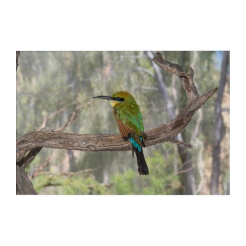 Rainbow bee_eater bird Australia Acrylic Print