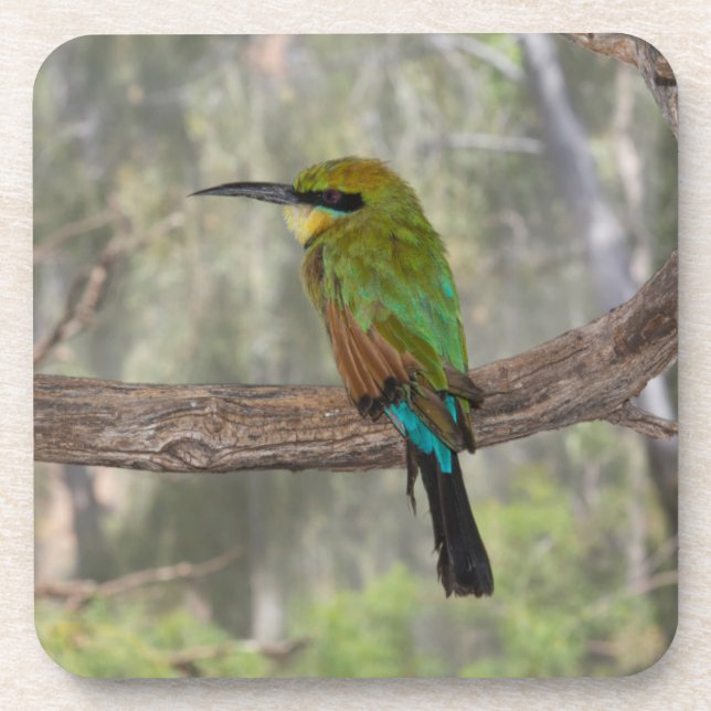 Rainbow bee-eater bird, Australia Beverage Coaster (Front)
