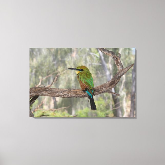 Rainbow bee-eater bird, Australia Canvas Print (Front)
