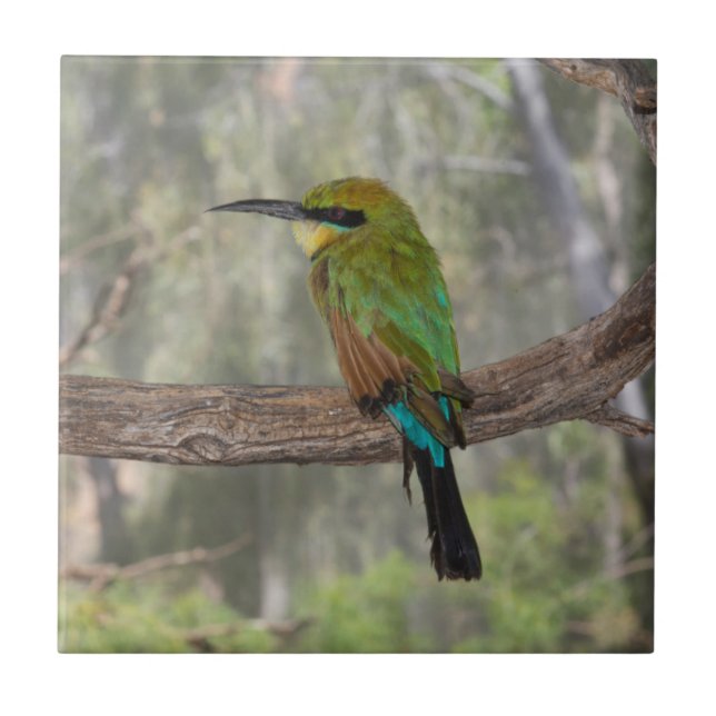 Rainbow bee-eater bird, Australia Ceramic Tile (Front)