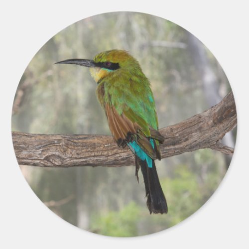 Rainbow bee_eater bird Australia Classic Round Sticker