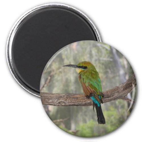 Rainbow bee_eater bird Australia Magnet