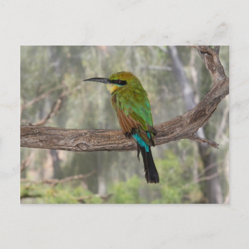 Rainbow bee_eater bird Australia Postcard