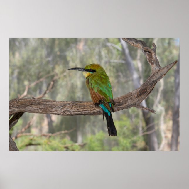 Rainbow bee-eater bird, Australia Poster (Front)