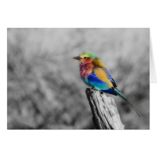 Rainbow Bird (Front Horizontal)