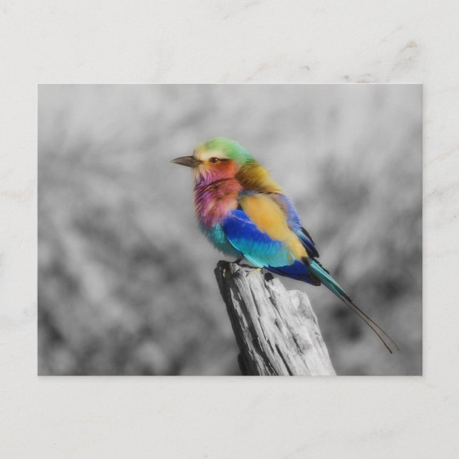 Rainbow Bird Postcard (Front)