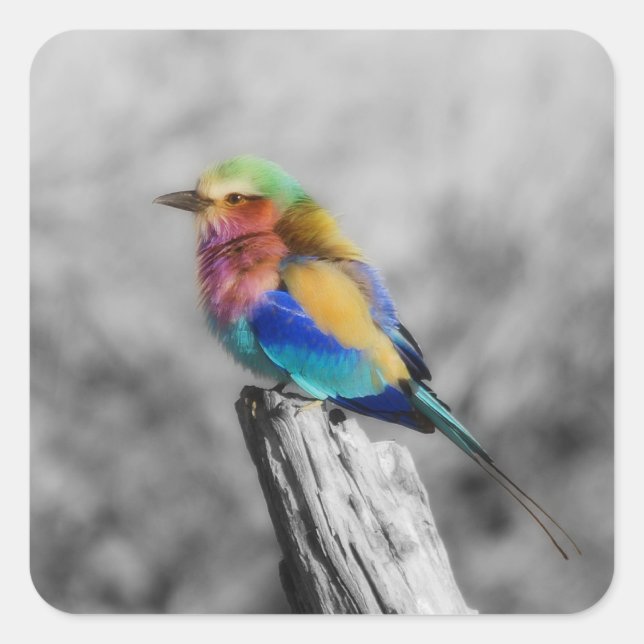 Rainbow Bird Square Sticker (Front)