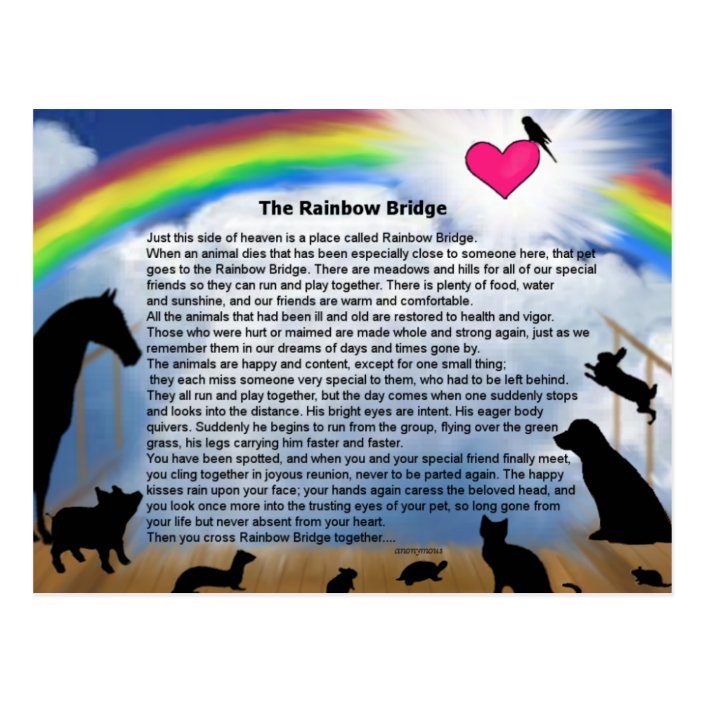 rainbow bridge poem postcard zazzlecom