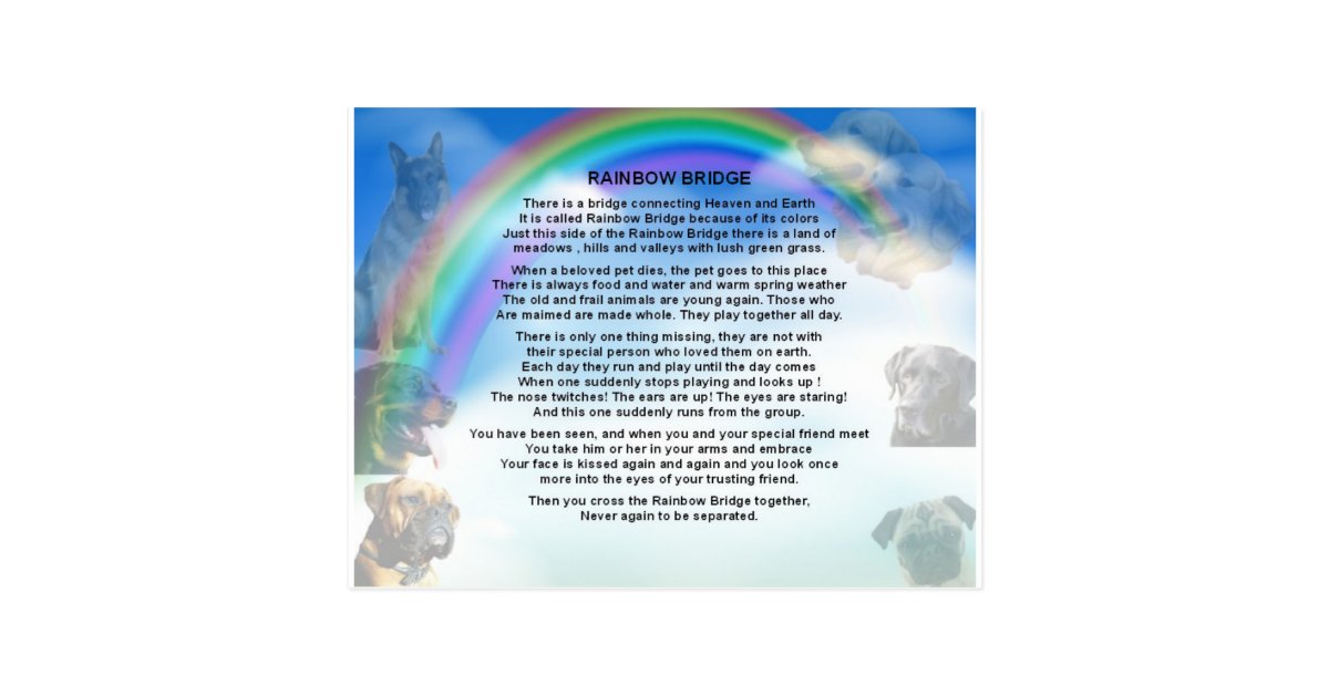 rainbow bridge poem postcard zazzlecom