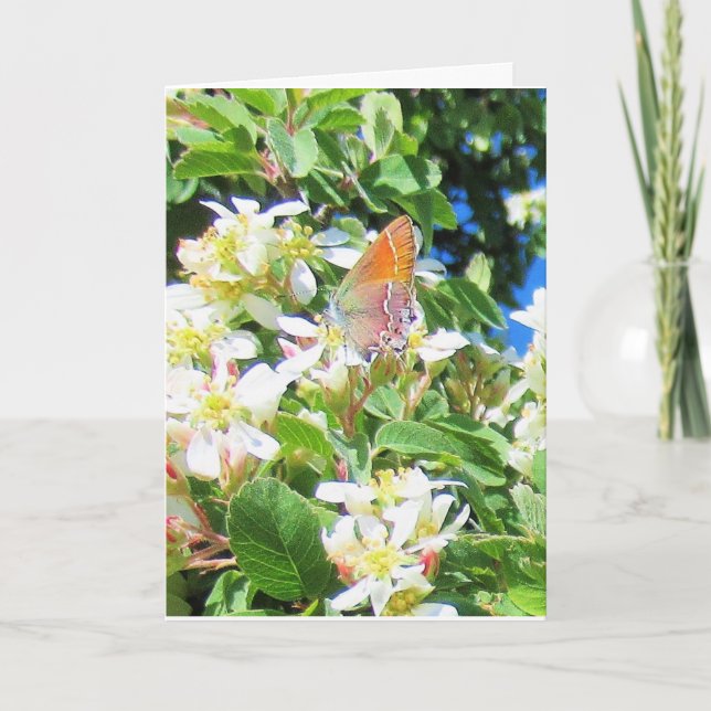 Rainbow Butterfly on Serviceberry Greeting Card (Front)
