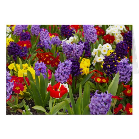 Rainbow Collection (Front Horizontal)