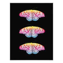Rainbow-Colored Butterflies