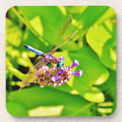 Rainbow colored Dragonfly  on a purple pink flower Beverage Coaster