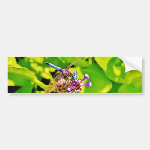 Rainbow colored Dragonfly  on a purple pink flower Bumper Sticker