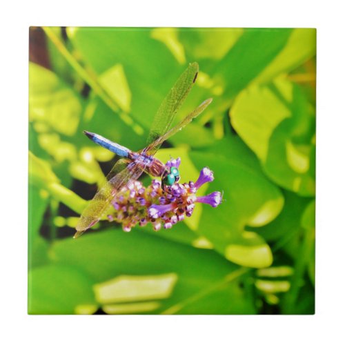 Rainbow colored Dragonfly  on a purple pink flower Ceramic Tile