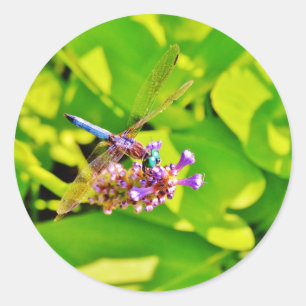 Rainbow colored Dragonfly  on a purple pink flower Classic Round Sticker