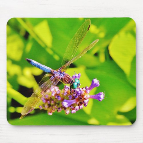 Rainbow colored Dragonfly  on a purple pink flower Mouse Pad