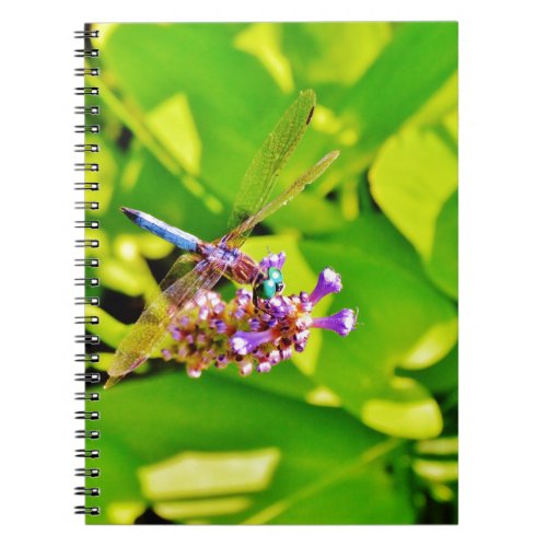 Rainbow colored Dragonfly  on a purple pink flower Notebook