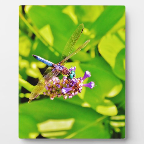 Rainbow colored Dragonfly  on a purple pink flower Plaque