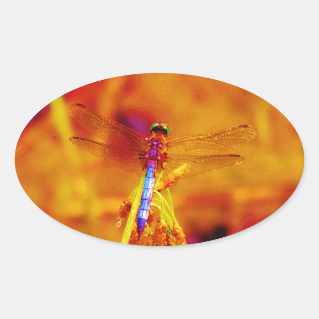 Rainbow Dragonfly on amber and fuschia Oval Sticker (Front)