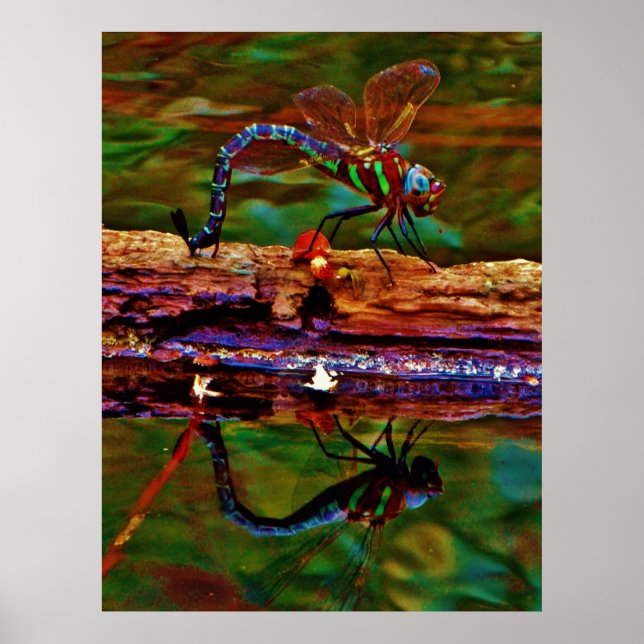 Rainbow Dragonfly, Teal & purple Dragonfly Poster (Front)