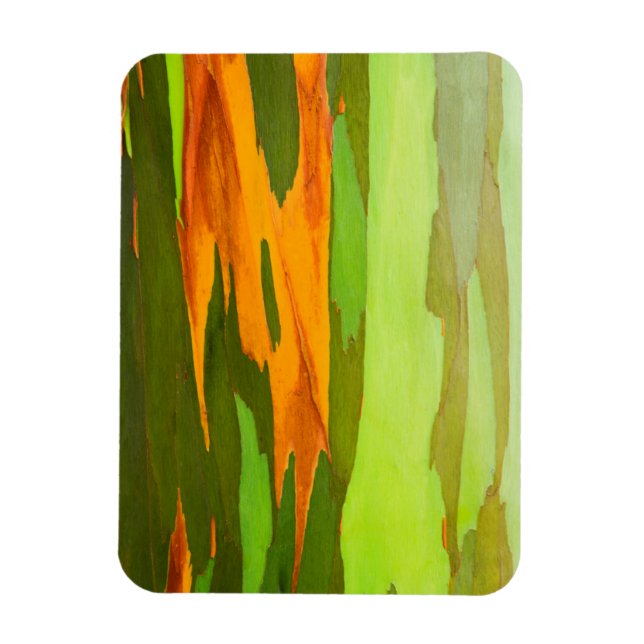 Rainbow Eucalyptus bark, Hawaii Magnet (Vertical)