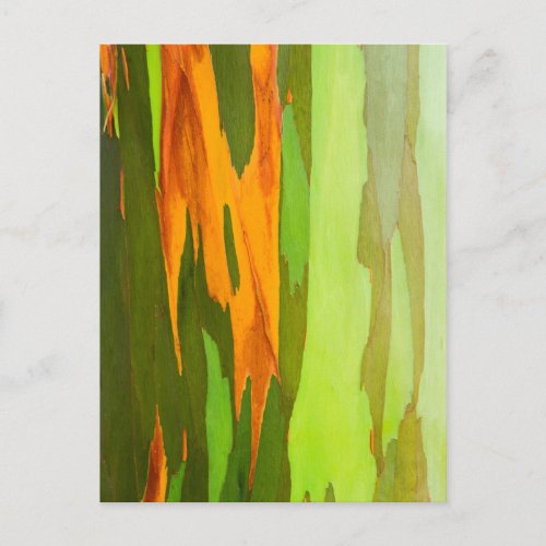 Rainbow Eucalyptus bark Hawaii Postcard