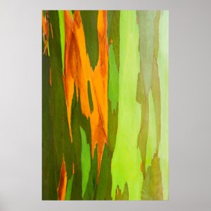 Rainbow Eucalyptus bark, Hawaii Poster