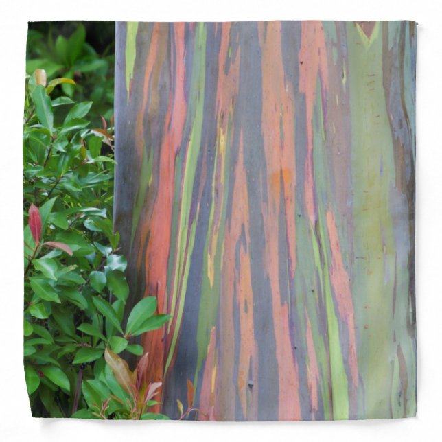 Rainbow Eucalyptus Tree Bandana (Front)