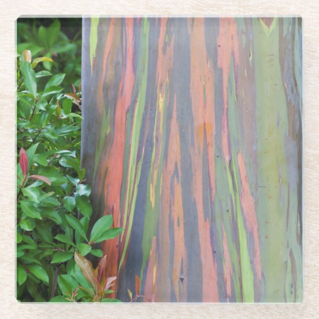 Rainbow Eucalyptus Tree Glass Coaster (Front)