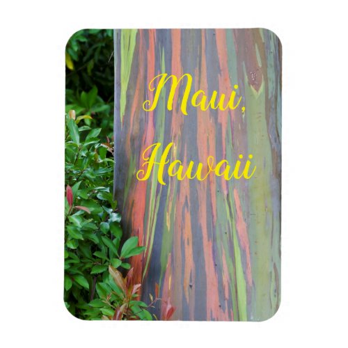 Rainbow Eucalyptus Tree Maui Hawaii Magnet