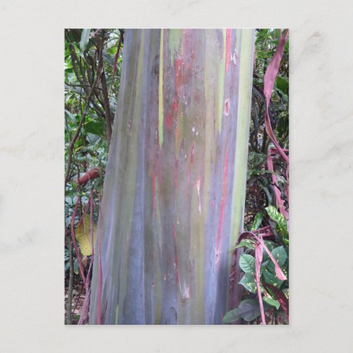 Rainbow Eucalyptus Tree Postcard