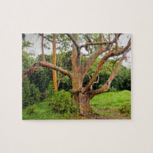 Rainbow Eucalyptus Trees, Maui, Hawaii, USA Jigsaw Puzzle