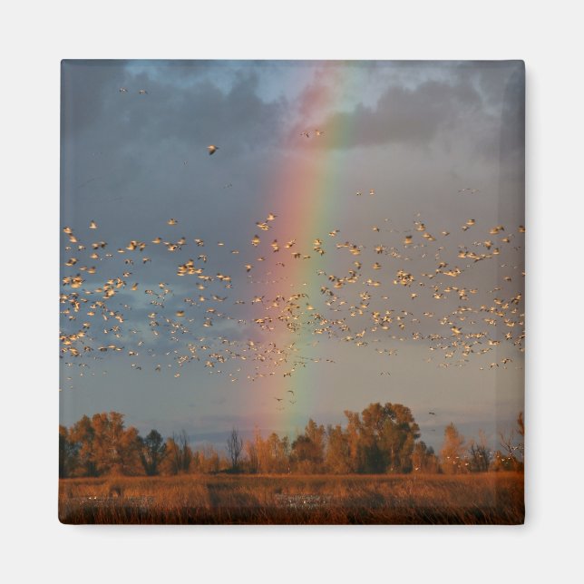 Rainbow & Geese - Magnet (Front)