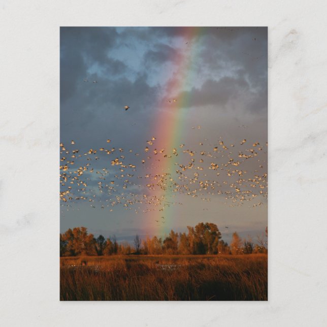 Rainbow & Geese Postcard (Front)
