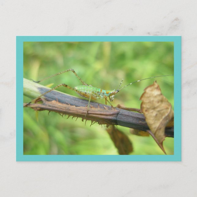 Rainbow Grasshopper Postcard (Front)