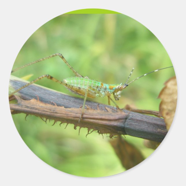 Rainbow Grasshopper Stickers (Front)