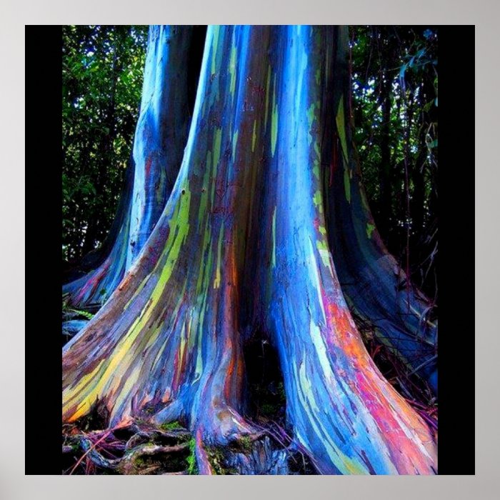 RAINBOW HAWAII EUCALYPTUS TREE poster