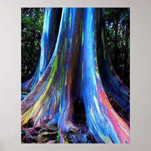 RAINBOW HAWAII EUCALYPTUS TREE  POSTER
