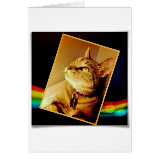 Rainbow Indigo Cards (Front)