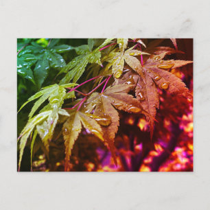 Rainbow Japanese Maple Leaves Postcard
