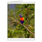 Rainbow lorikeet (Front)