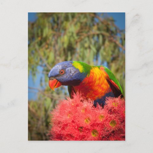 Rainbow Lorikeet Australia Postcard