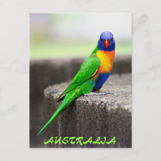 Rainbow Lorikeet, AUSTRALIA Postcard